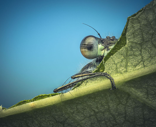 2. Understand Insect Behavior
