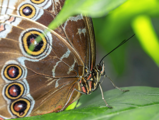 2. Understanding Insect Behavior and Habitats