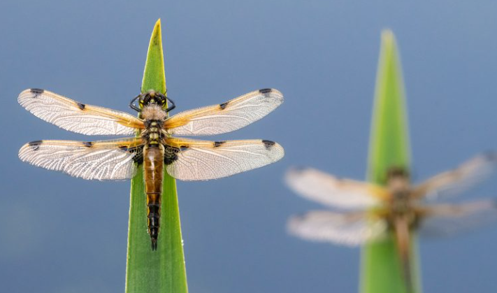 3. Insects in Urban Environments