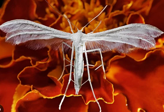 3. Mastering Light and Color in Macro Photography
