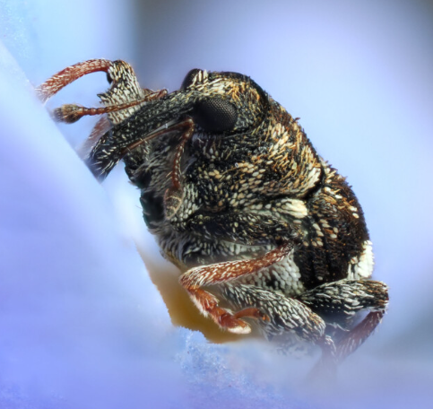 3. Techniques for Capturing Macro Insect Photography