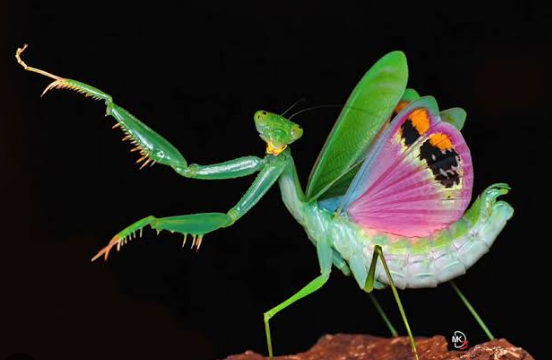 3. Techniques for Capturing Stunning Insect Images