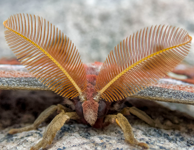 3. Tips for Capturing Stunning Insect Images