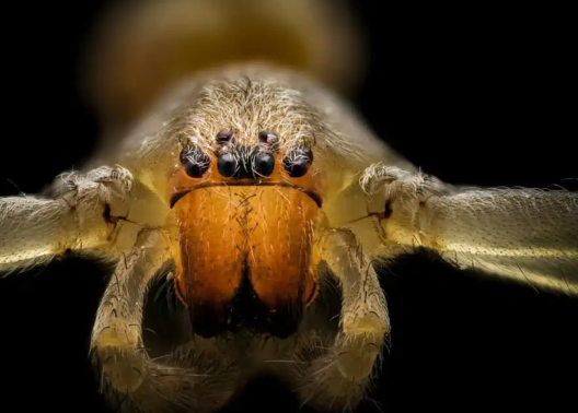 3. Utilize Proper Techniques for Macro Photography