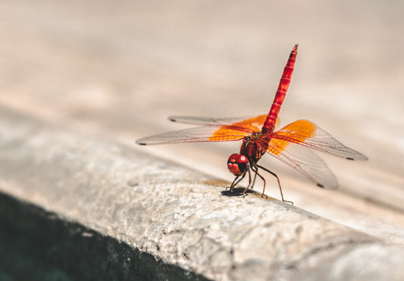 4. Ethical Considerations in Insect Photography