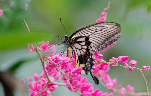 4. Ethical Considerations in Insect Photography