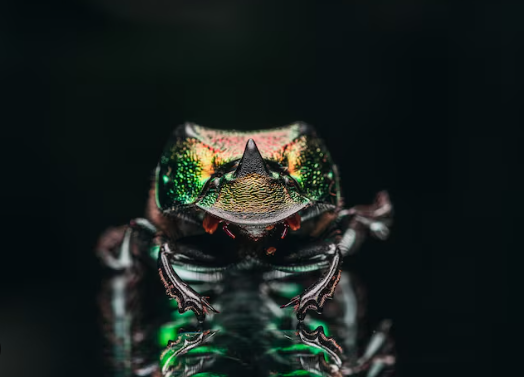 4. Ethical Considerations in Macro Photography of Insects