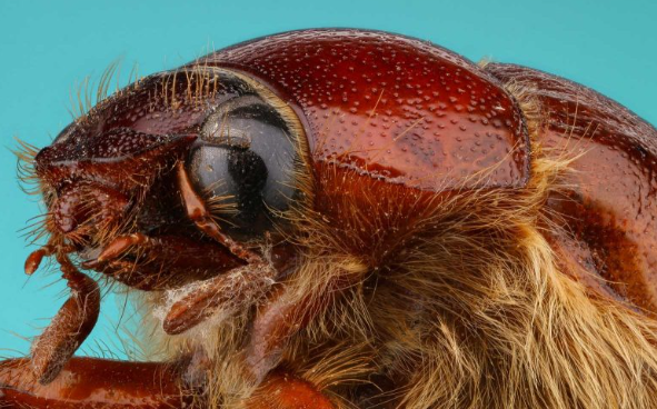 4. Patience and Observation