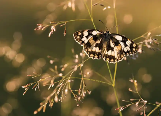 4. Post-Processing Techniques to Enhance Your Images