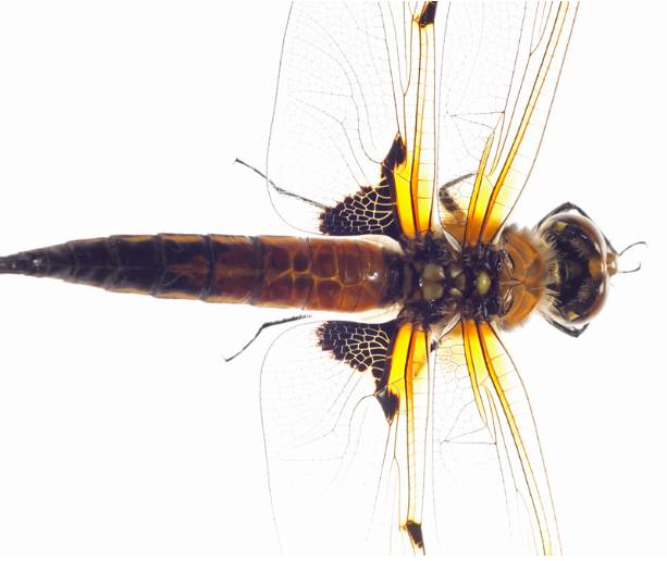 4. The Impact of Weather and Time on Macro Photography