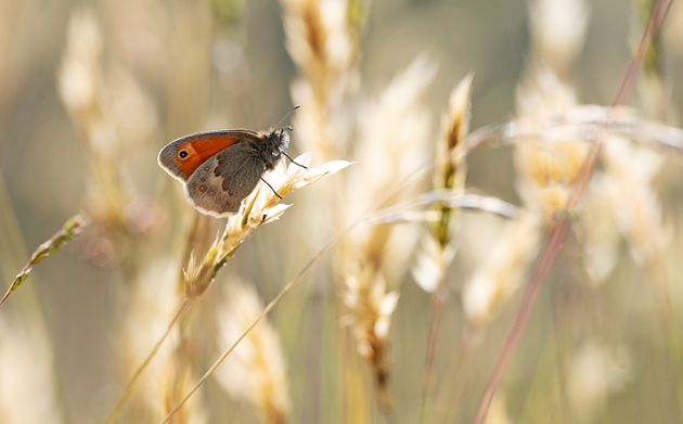 5. Exploring New Areas in Macro Photography