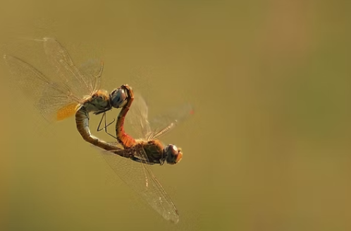 Capturing insect movements in macro photography