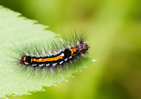 Capturing insects with abstract macro compositions
