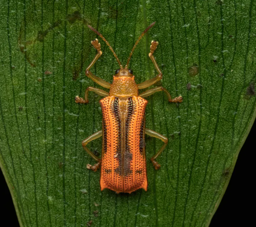 Capturing insects with fine texture details in macro