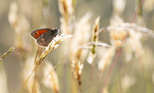 Capturing insects with macro clarity and sharpness