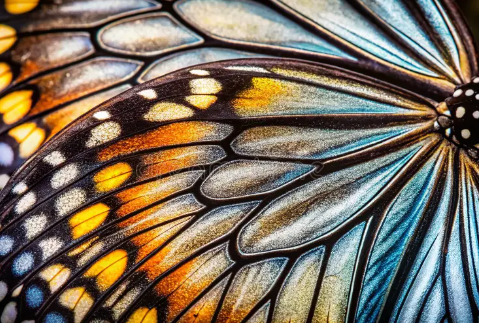 Close-up macro photography of insects with detailed patterns