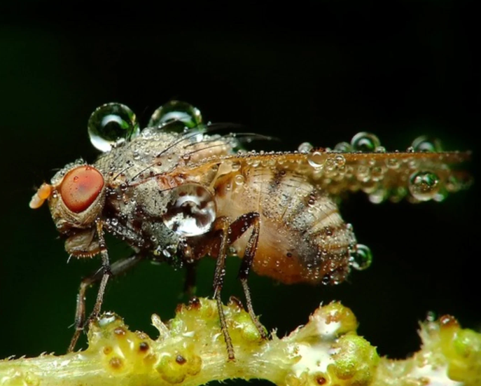 Close-up macro photography of insects with dew reflections