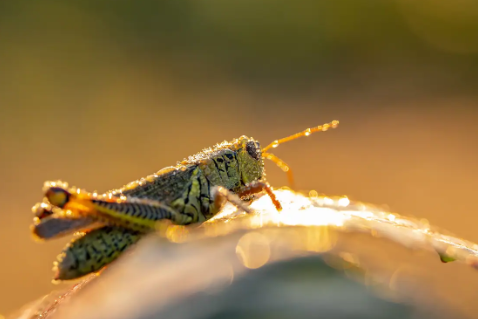 Close-up macro shots of insects in natural light