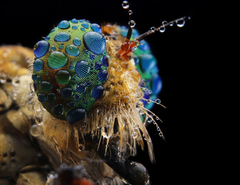 Close-up macro shots of insects with water droplets
