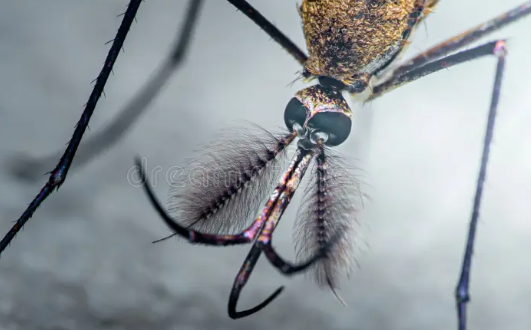 Close-up shots of insect antennae textures