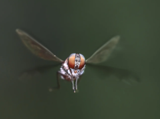 How to photograph insects in backlit macro scenes