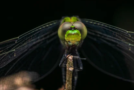 How to photograph insects in low light macro conditions