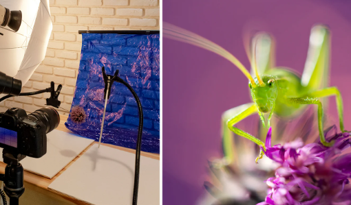 How to photograph insects using tripod macro setup