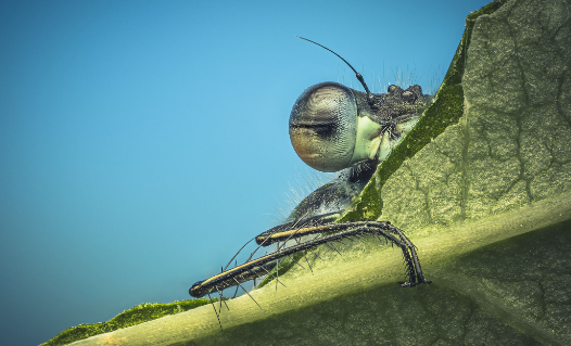 How to photograph insects with focus on texture and detail