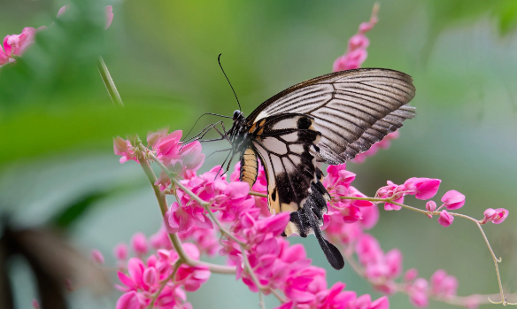 How to photograph insects with macro depth of field control