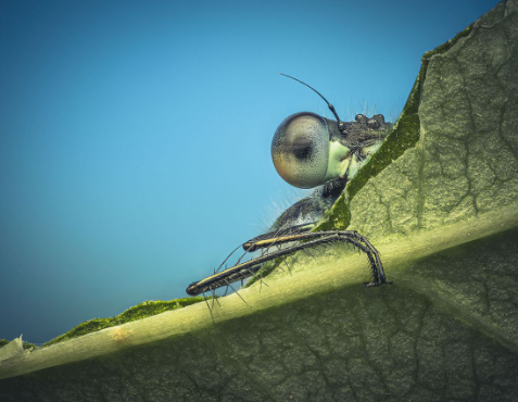 How to photograph insects with macro focus precision
