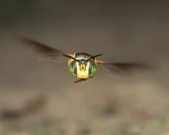 How to photograph insects with macro storytelling
