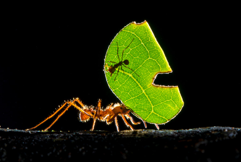Macro photography of insects in backlight conditions