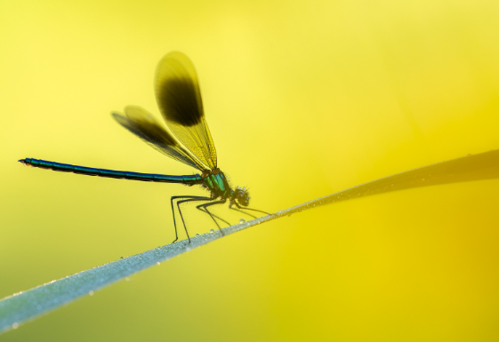 Macro photography of insects in different habitats