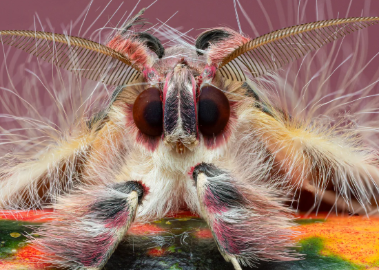 Macro photography of insects with artistic compositions0