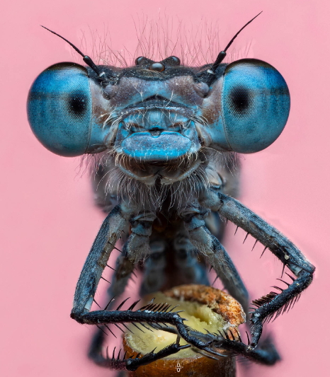 Macro photography of insects with artistic detail focus