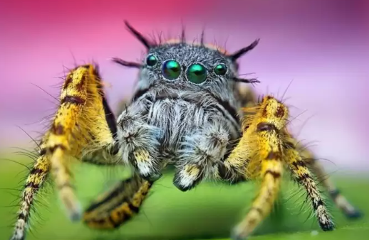Macro photography of insects with color contrast