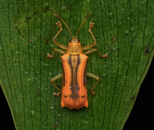 Macro photography of insects with detailed surface textures