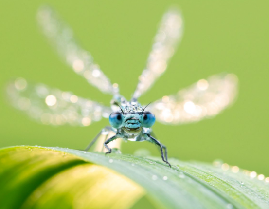 Macro photography of insects with environmental context