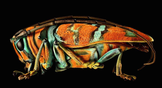Macro photography of insects with high detail resolution