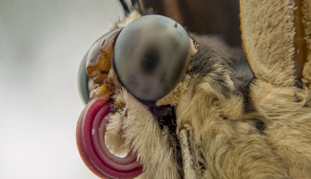 Macro photography of insects with high dynamic range