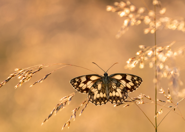 Macro photography of insects with natural highlights