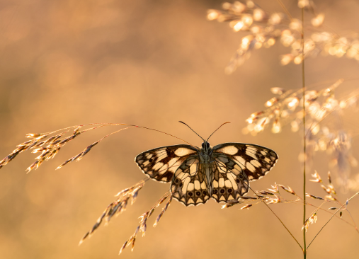 Macro photography of insects with natural shadows