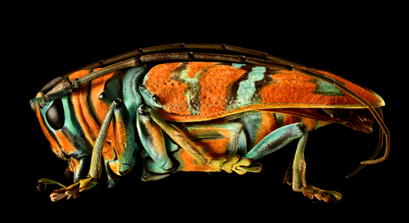 Macro photography of insects with natural texture emphasis