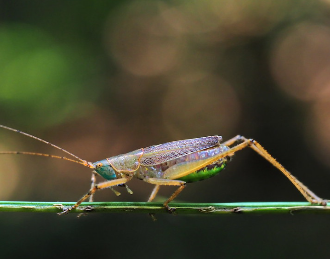 Macro photography of insects with reflective surfaces