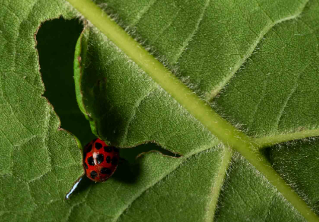 Macro photography of insects with sharp foreground details