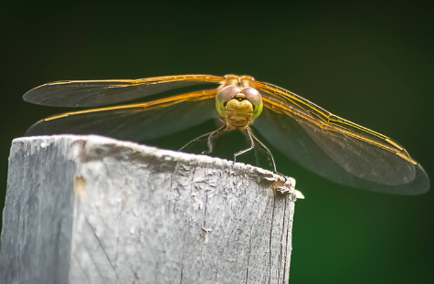 Macro photography of insects with unique perspective angles